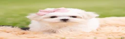 Maltese dogs for sale: Poppy AKC - Ad 4