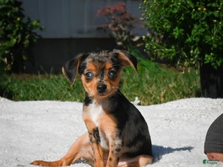 Chihuahua dogs - Ad 22