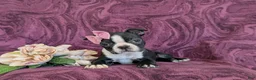 Boston Terrier dogs for sale: Samantha - Ad 6