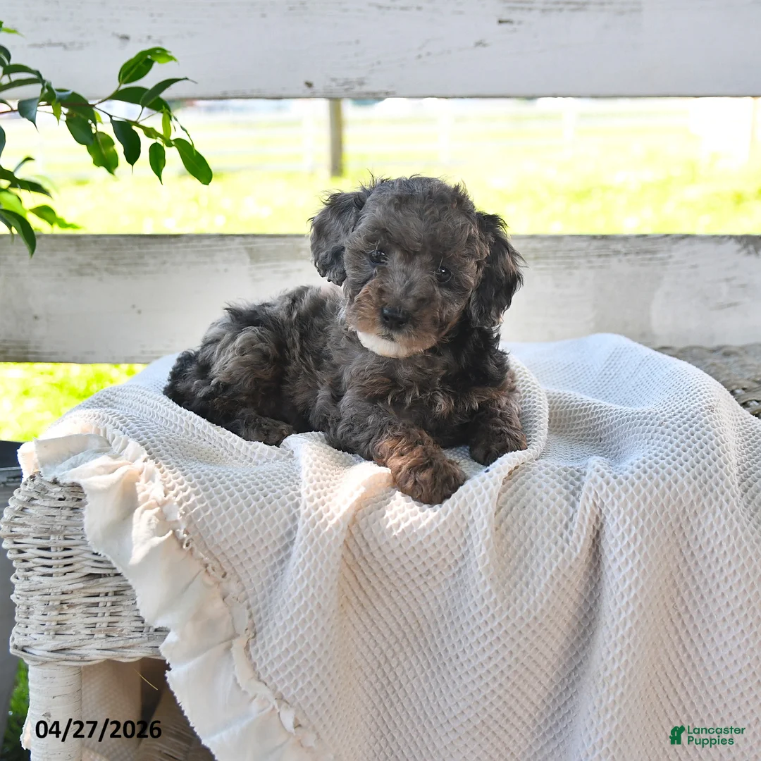 Miniature Poodle dogs for sale: Bertha - Ad 2