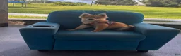 Pomeranian dogs for sale: Trixie - Ad 3