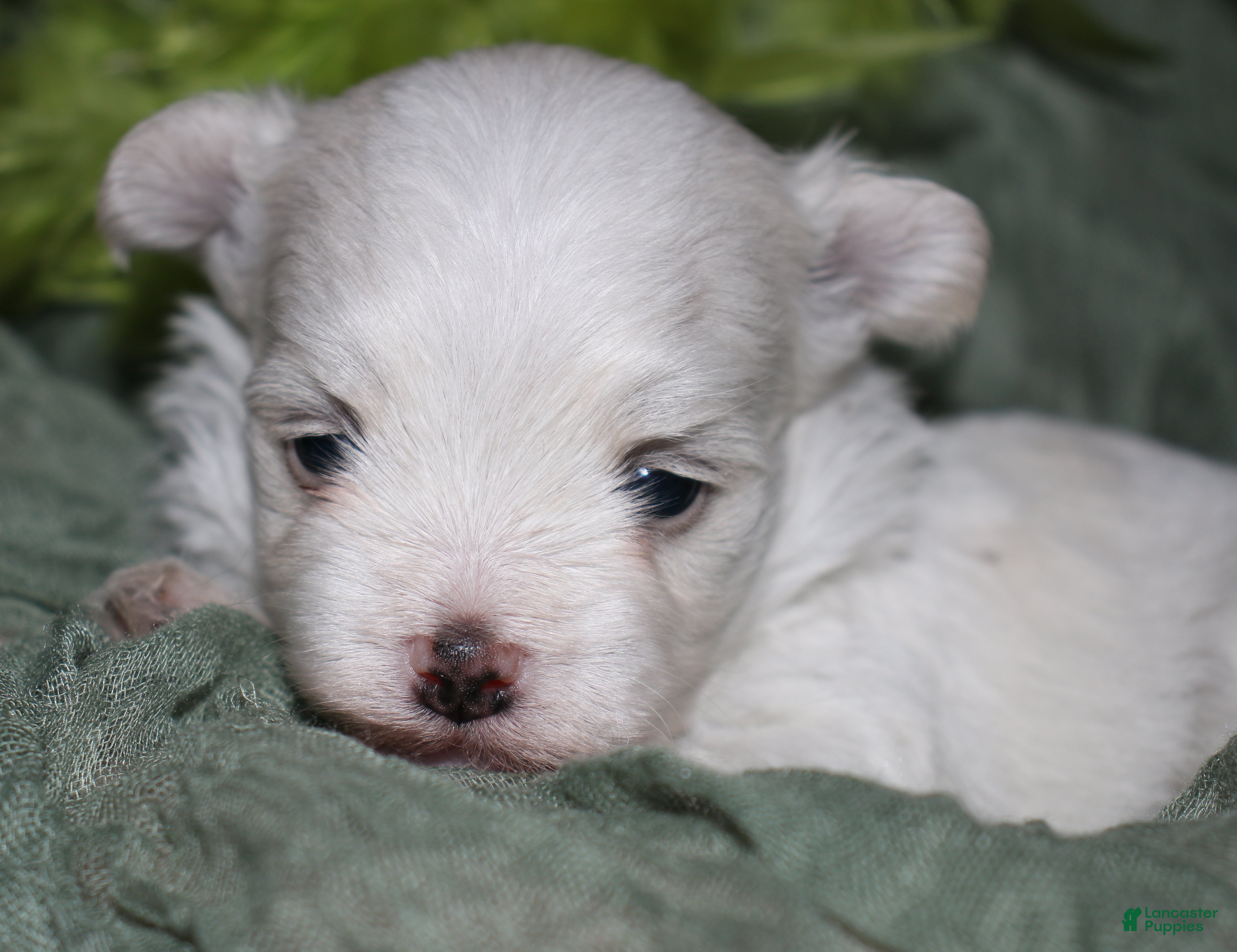 Maltese dogs for sale: Fred - Ad 7