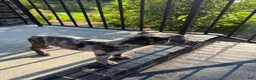 American Bully dogs for sale: Merle American Bully  - Ad 6
