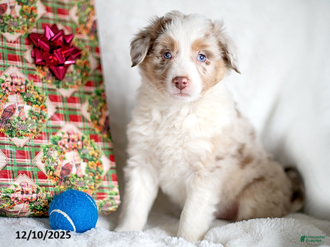 Mixed Breed dogs for sale: Zehnt - Ad 1