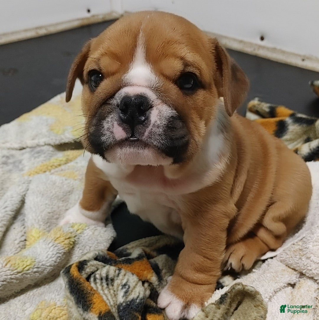 English Bulldog dogs for sale: Frankie - Ad 10