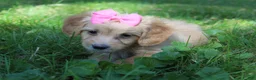 Mini Goldendoodle dogs for sale: Dolly 🎀 - Ad 4
