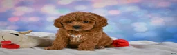 Cavapoo dogs for sale: Cookie - Ad 9