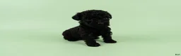 Toy Poodle dogs for sale: Digby - Ad 4