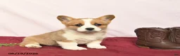 Welsh Corgi Pembroke dogs for sale: Tango - Ad 2