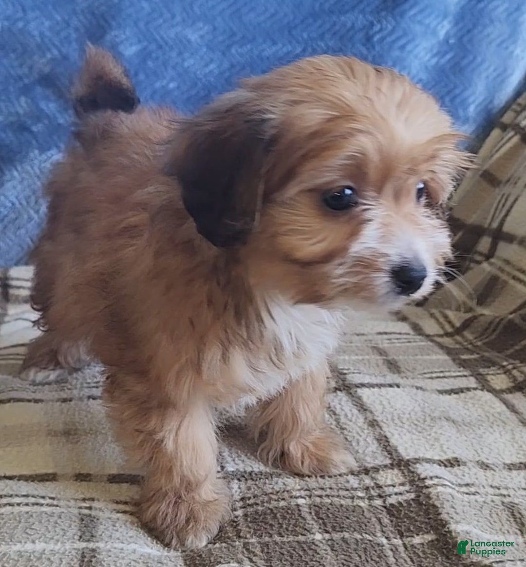 Mixed Breed dogs for sale: Molly - Ad 17