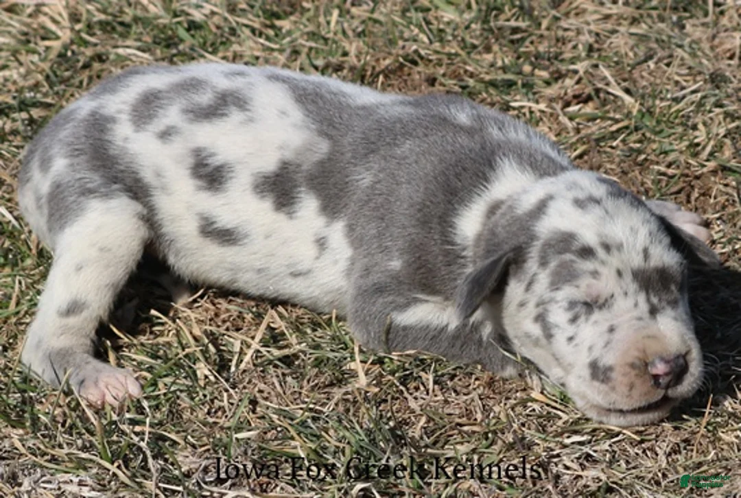 Great Dane dogs for sale: Scout - Ad 2