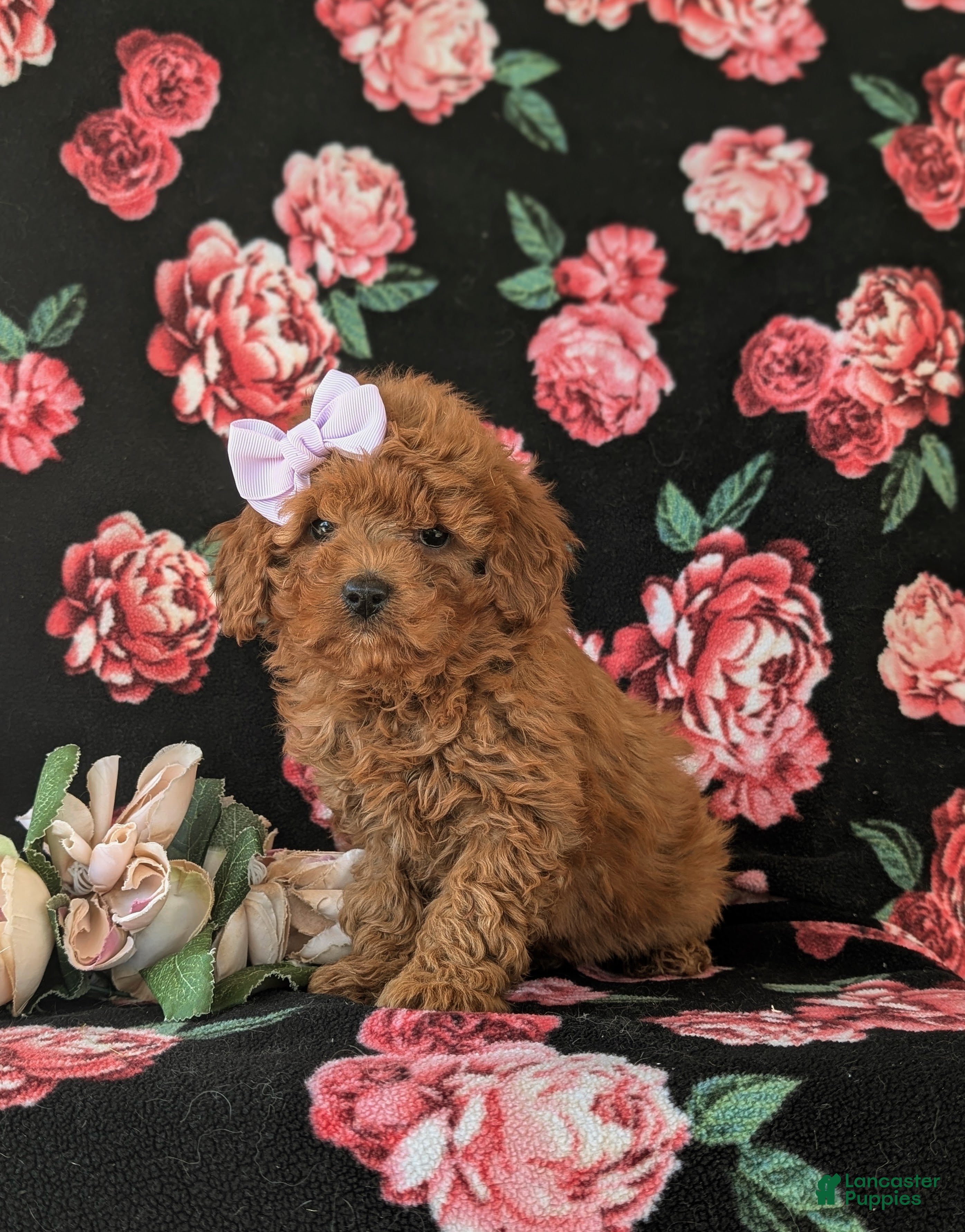Cavapoo dogs Leandra Hypoallergenic - Ad 1