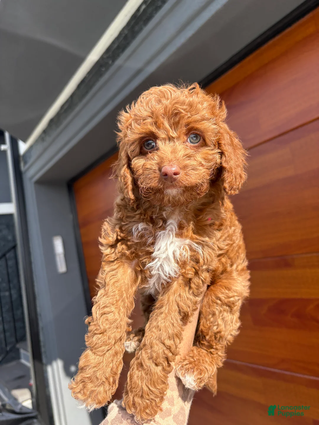 Cavapoo dogs for sale: Chosen💚🐾 - Ad 2