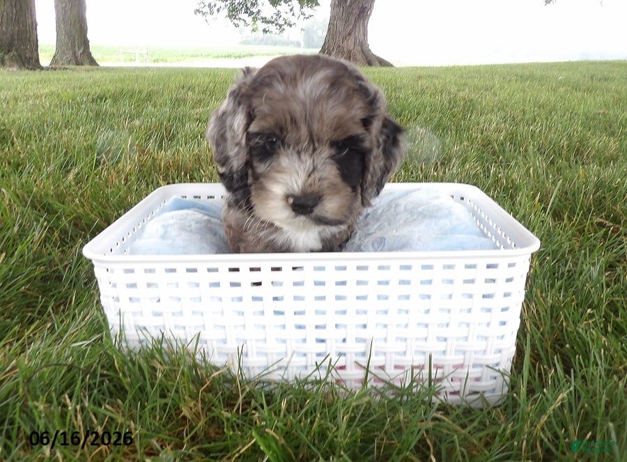 Cockapoo dogs Ranger - Ad 2