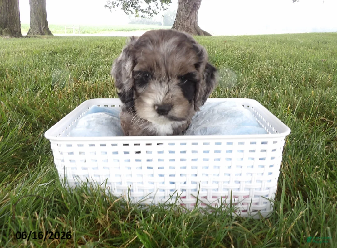 Cockapoo dogs for sale: Ranger - Ad 2
