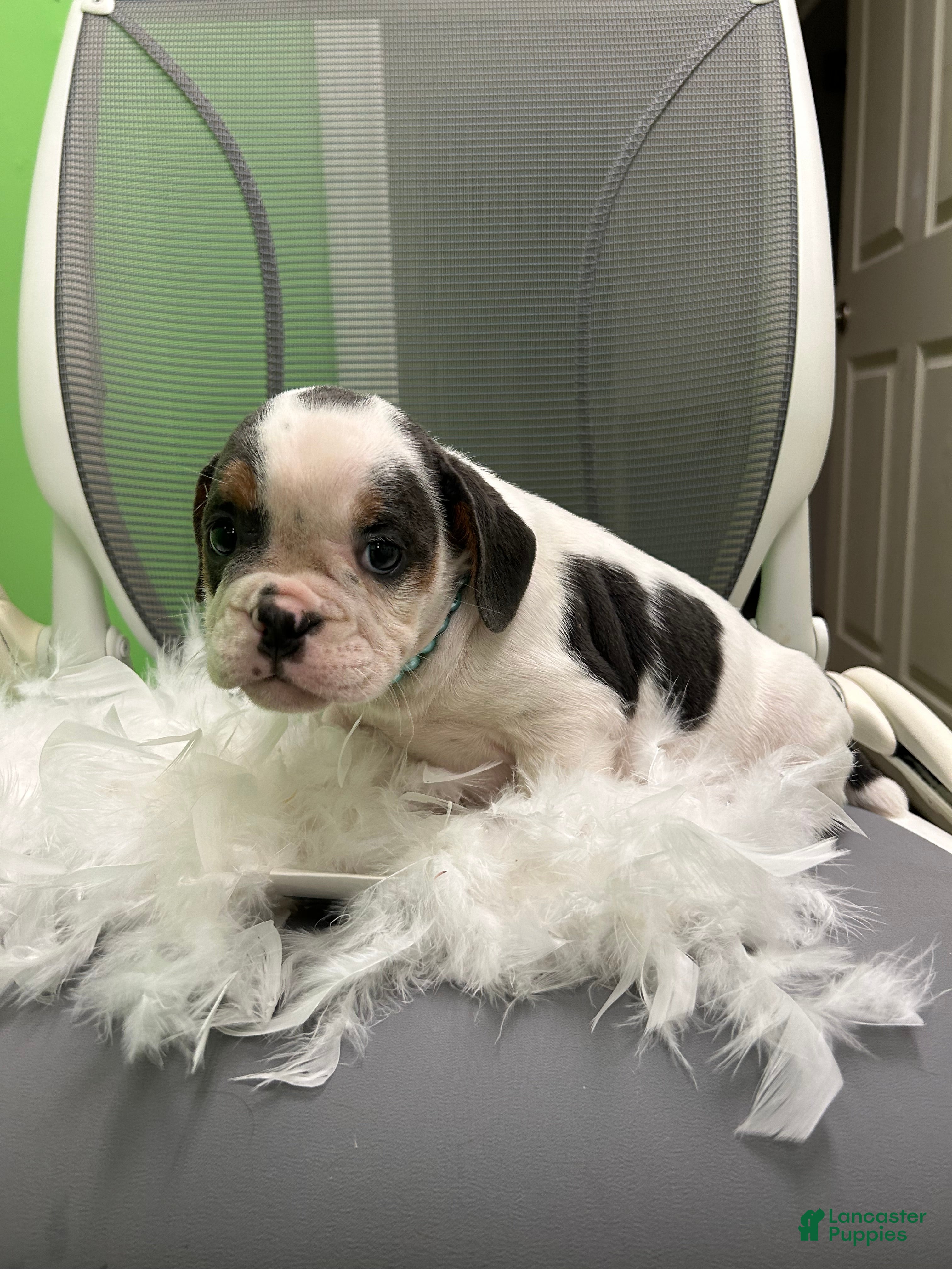 English Bulldog dogs English Bulldog 2 - Ad 33