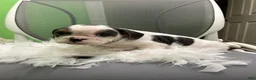 English Bulldog dogs for sale: English Bulldog 2 - Ad 1
