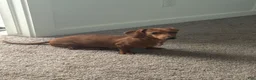 Miniature Dachshund dogs for sale: Miniature Dachshund Puppy 1 - Ad 3