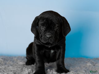 Cane Corso dogs Millie - Ad 20