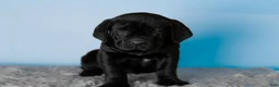 Cane Corso dogs for sale: Millie - Ad 7