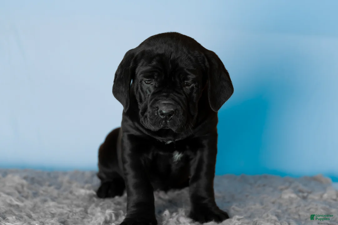 Cane Corso dogs for sale: Millie - Ad 7