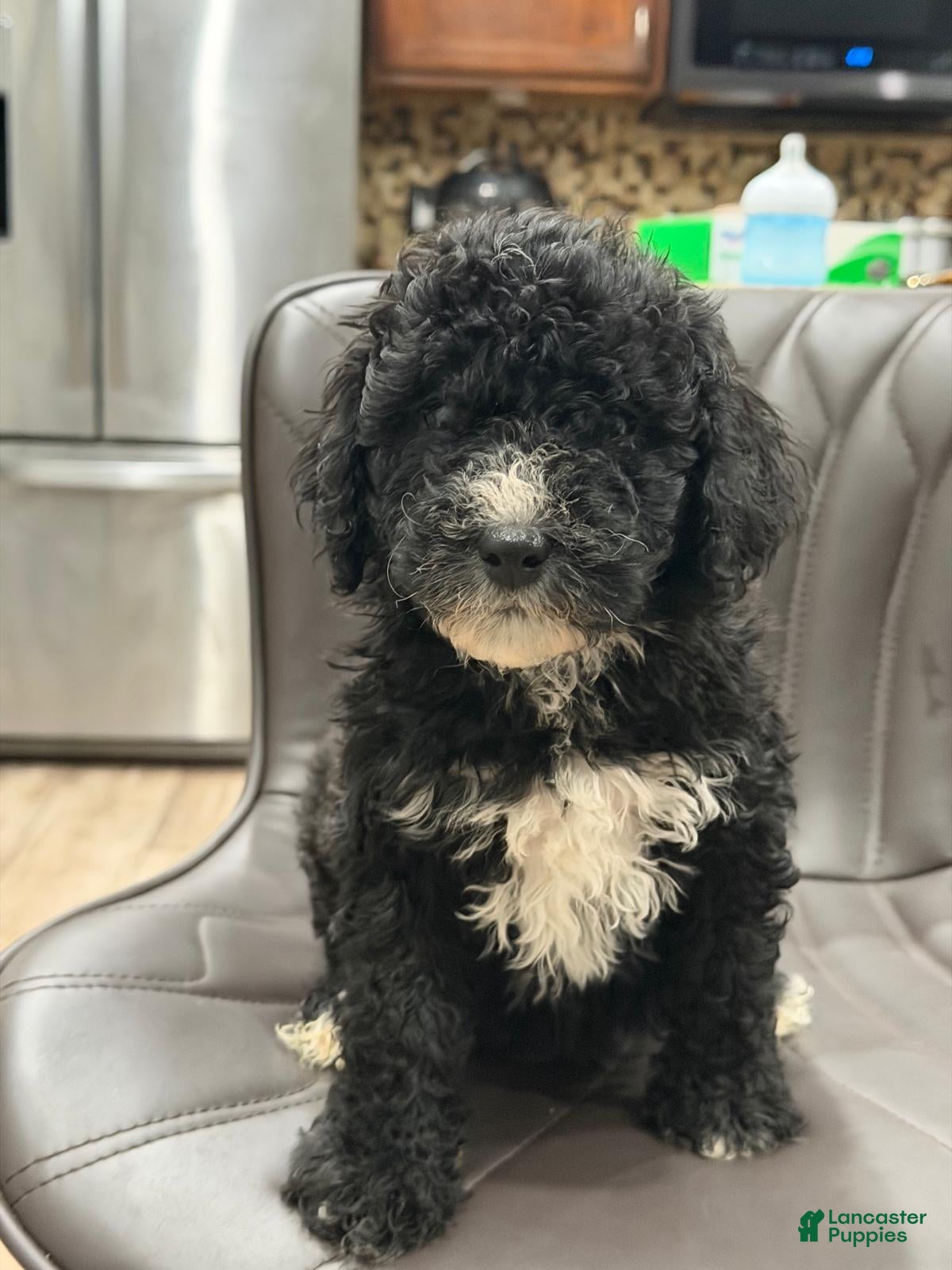 Mini Goldendoodle dogs Mini Goldendoodle Puppy 1 - Ad 16