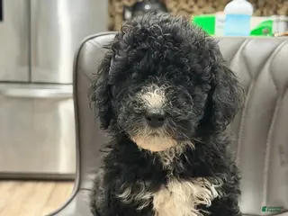 Mini Goldendoodle dogs Mini Goldendoodle Puppy 1 - Ad 16