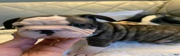French Bulldog dogs for sale: French Bulldog 4 - Ad 4