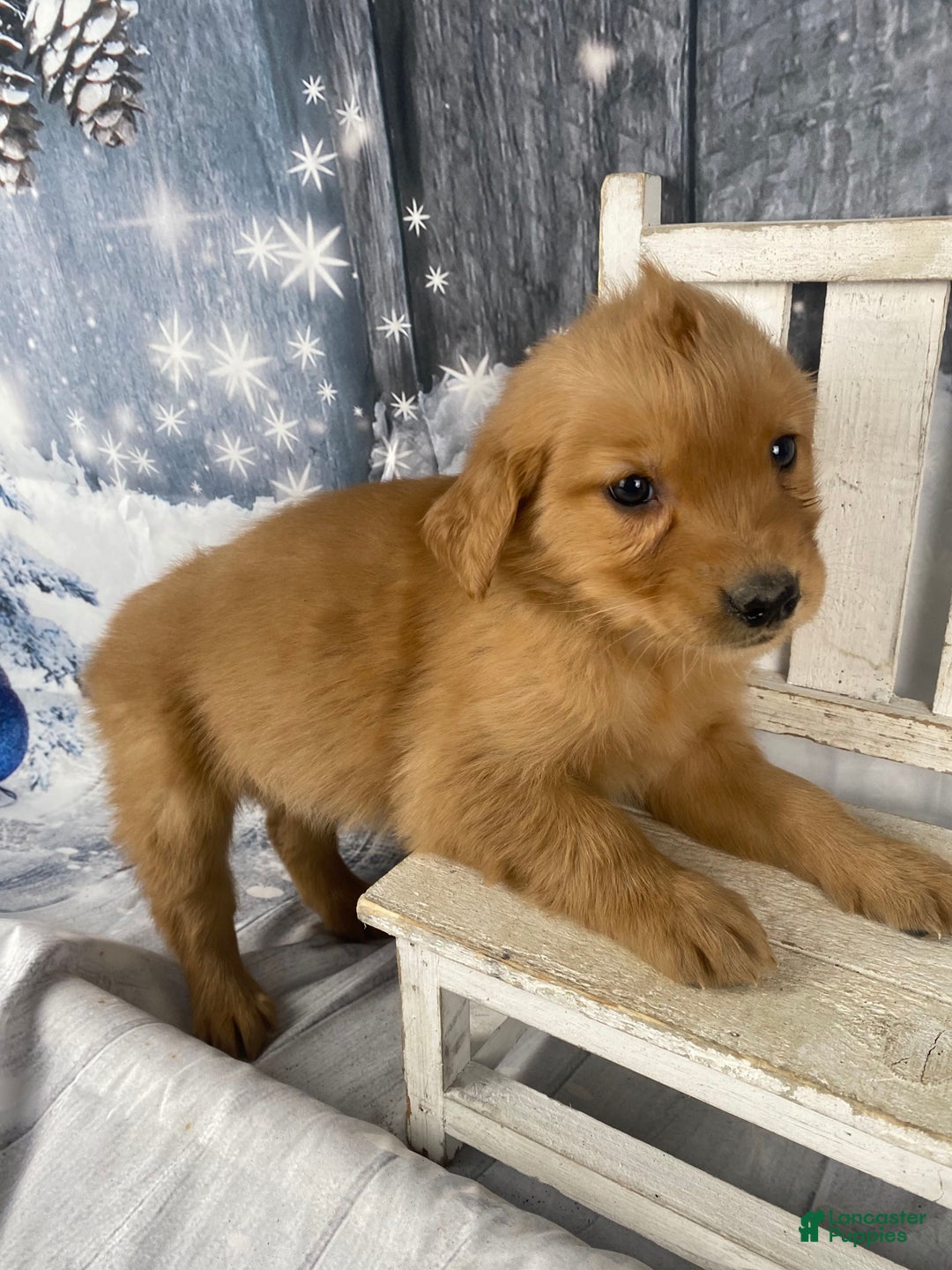 Golden Retriever dogs for sale: Julie - Ad 4