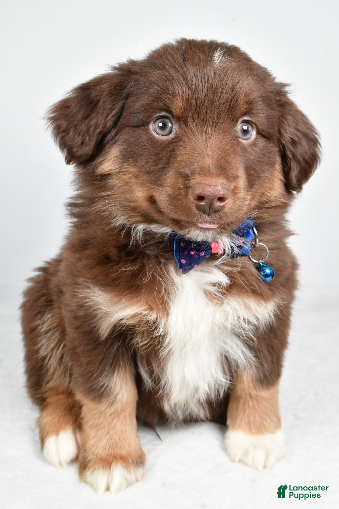 Miniature Australian Shepherd dogs for sale: Romeo - Ad 6