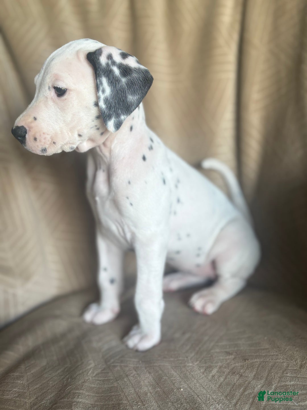 Mixed Breed dogs for sale: Jane - Ad 6