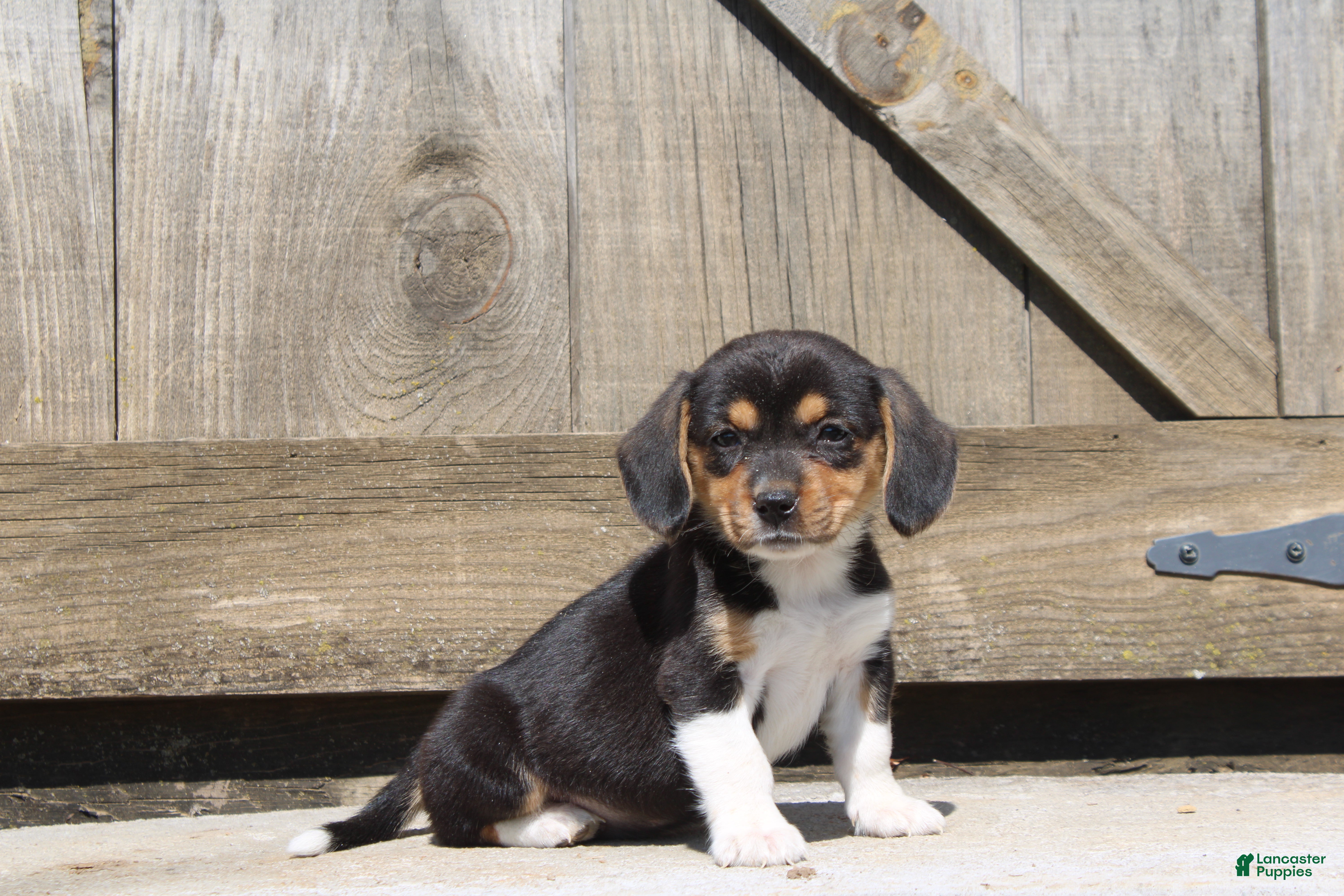 Mixed Breed dogs Navy - Ad 1