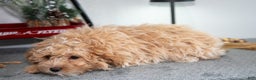 Mini Goldendoodle dogs for sale: Milo - Ad 3