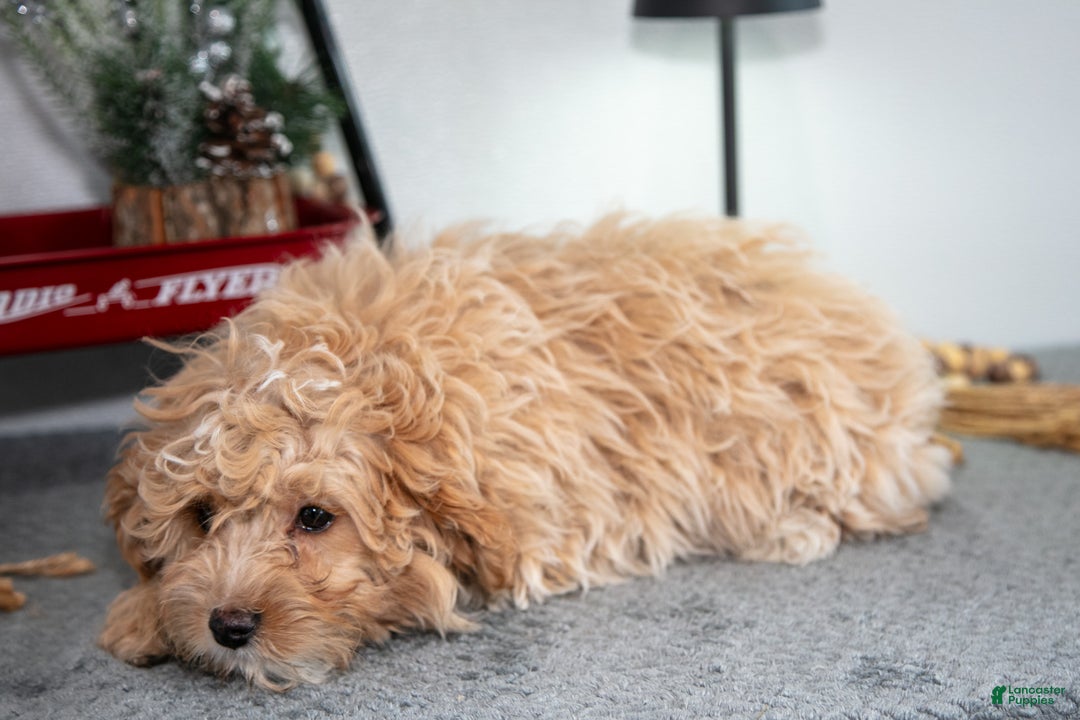Mini Goldendoodle dogs for sale: Milo - Ad 3