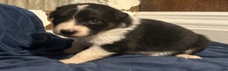 Australian Shepherd dogs for sale: Ruth - Ad 39