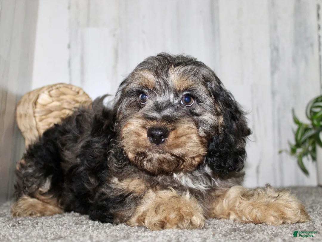 Cockapoo dogs for sale: Tanner - Ad 5