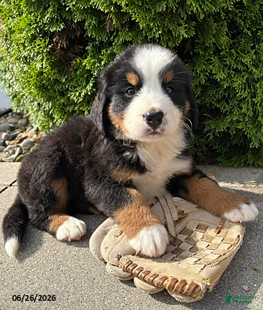 Bernese Mountain Dog dogs for sale: Bailey - Ad 1