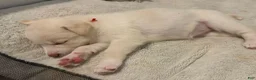Siberian Husky dogs for sale: Blue Collar - Ad 8