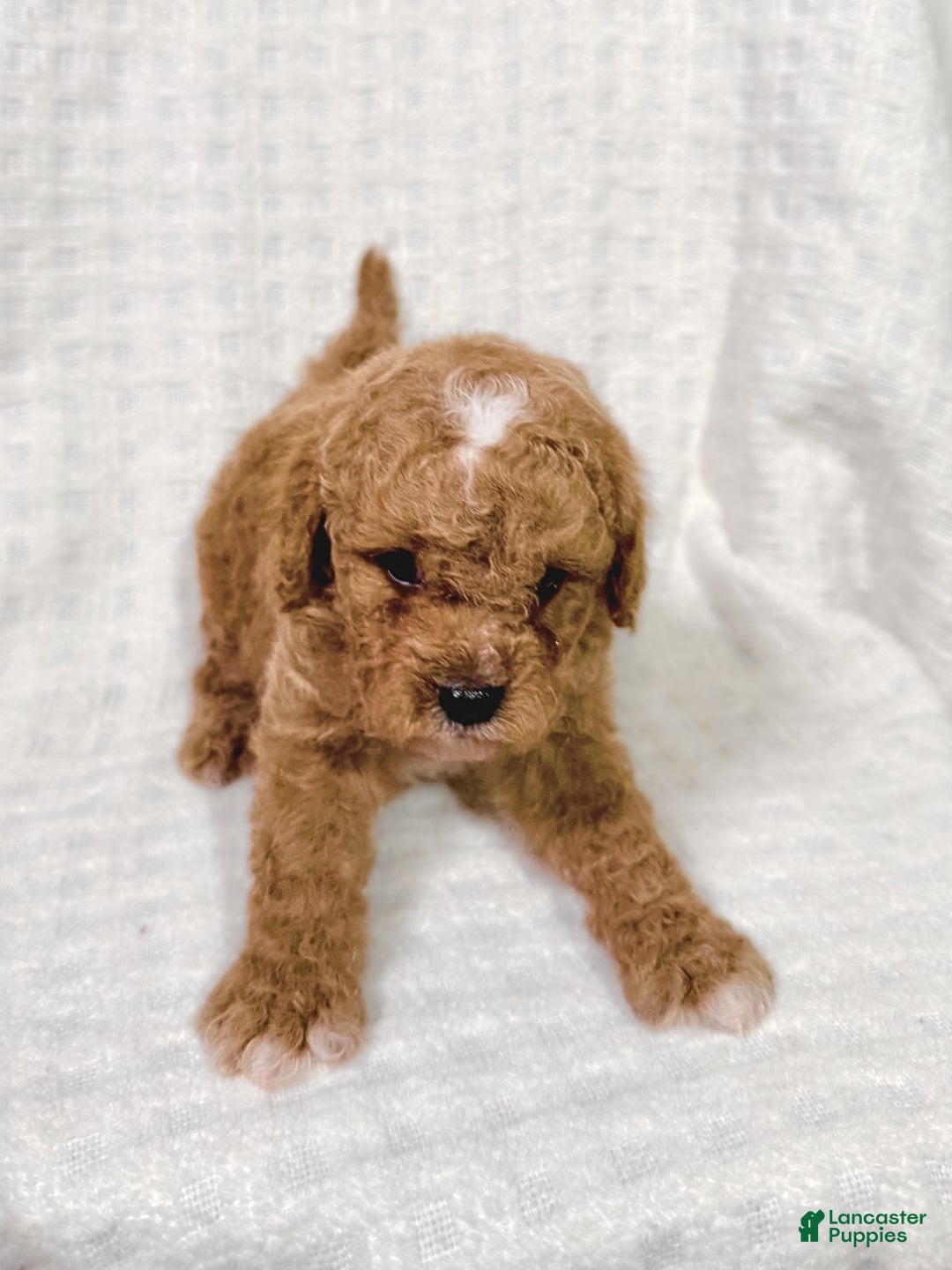 Cavapoo dogs for sale: Peanut - Ad 6
