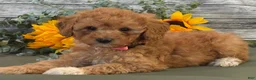 Cavapoo dogs for sale: Erin - Ad 5