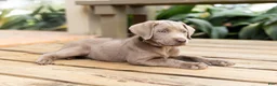 Labrador Retriever dogs for sale: Lime Green- Female - Ad 1