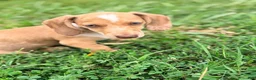 Miniature Dachshund dogs for sale: Willy  - Ad 8