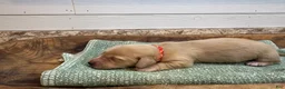 Miniature Dachshund dogs for sale: Hank - Ad 4