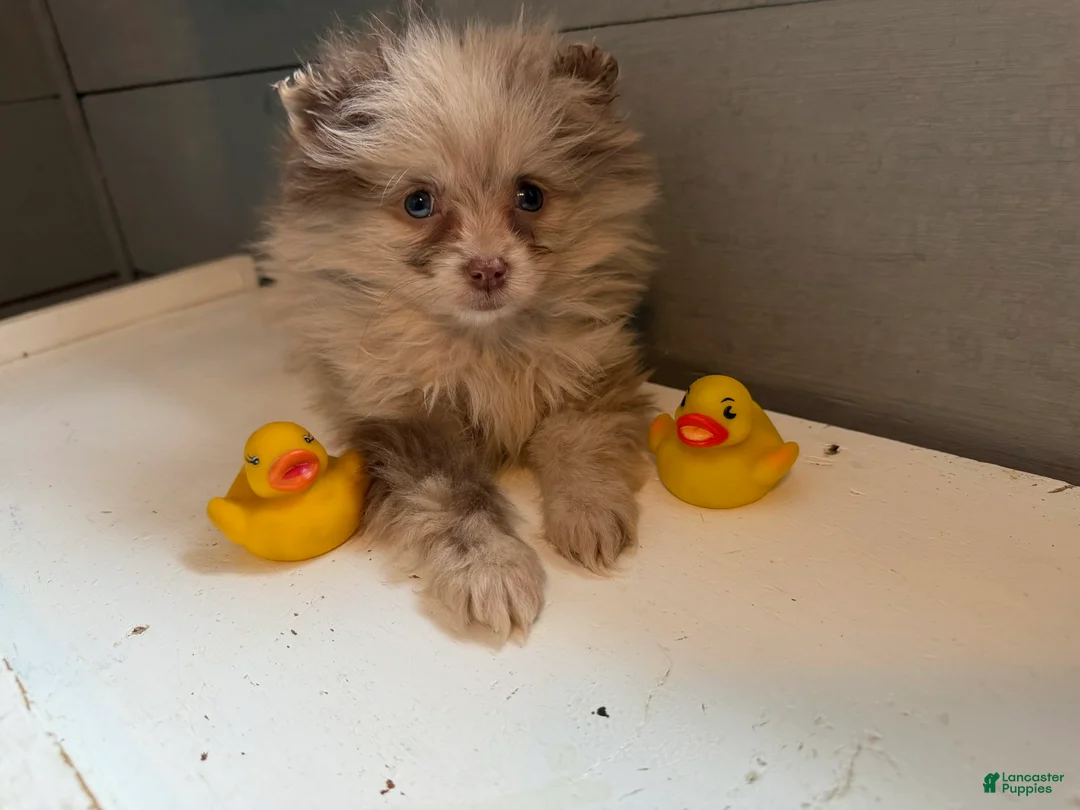Pomeranian dogs for sale: Ducky - Ad 3