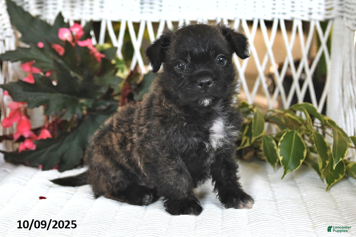 Mixed Breed dogs Ivy - Ad 37
