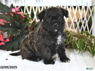 Mixed Breed dogs - Ad 37