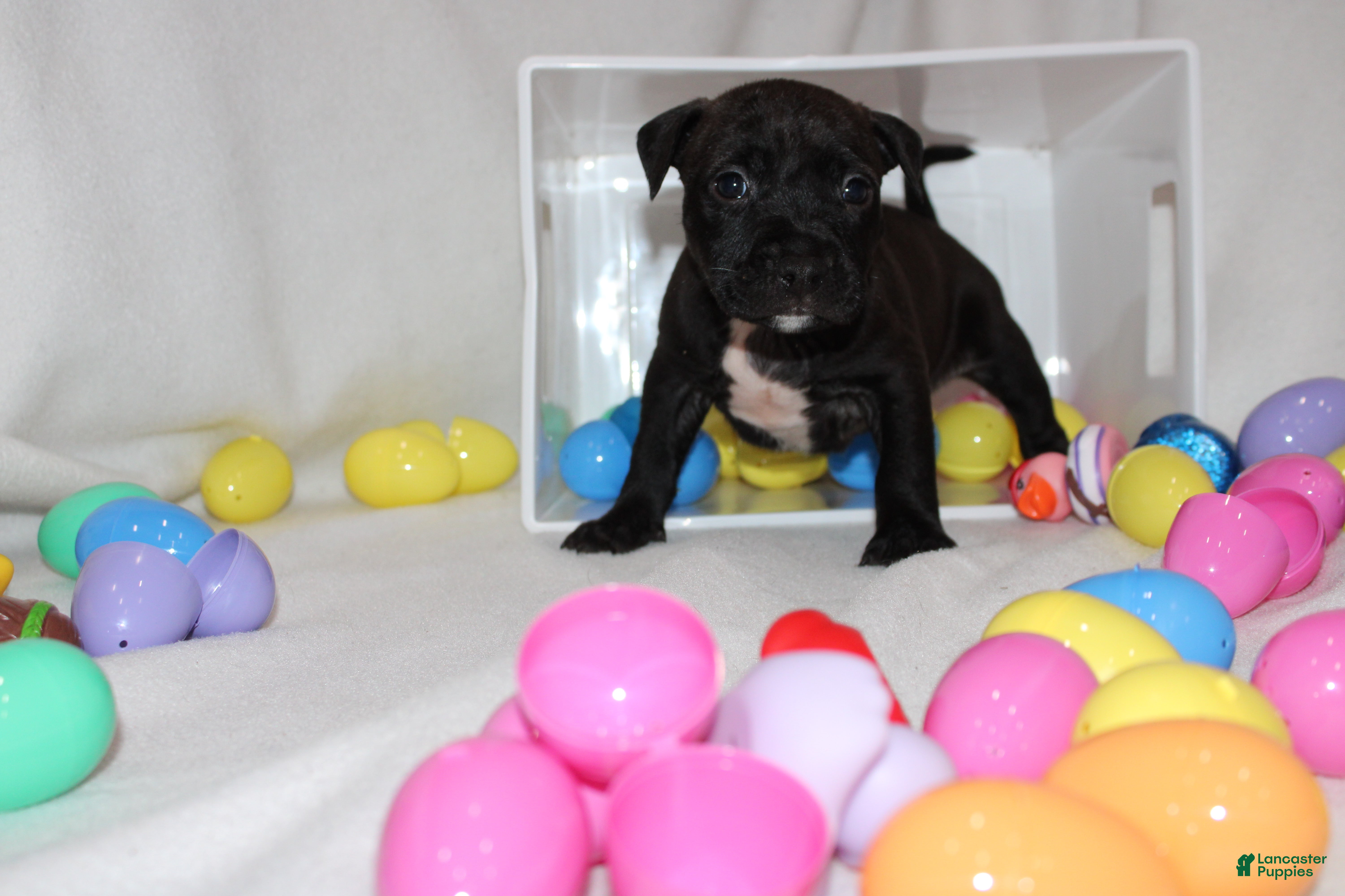 American Bully dogs American Bully Puppy 1 - Ad 4