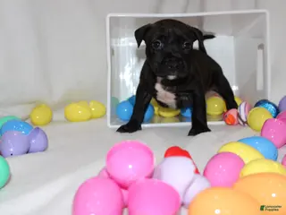 American Bully dogs American Bully Puppy 1 - Ad 4