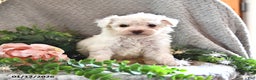 Bichpoo dogs for sale: Bailey - Ad 3