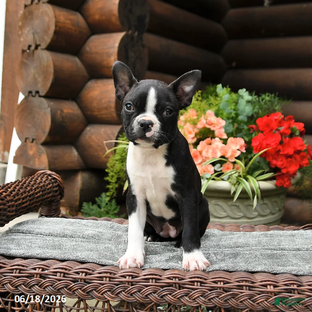Boston Terrier dogs for sale: Maisie - Ad 2